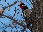 Red-Naped Sapsucker, Appletree Pools - 